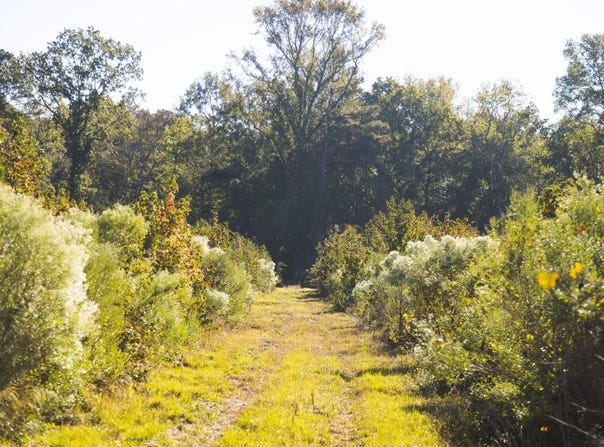 Tract 1-TBD Hempstead 272, McCaskill, AR 71847