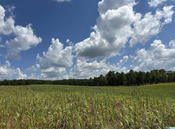 COUNTY ROAD 246 lot: 50, FIVE POINTS, AL 36855