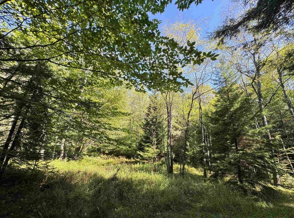16 Black Bear Trail, Davis, WV 26260