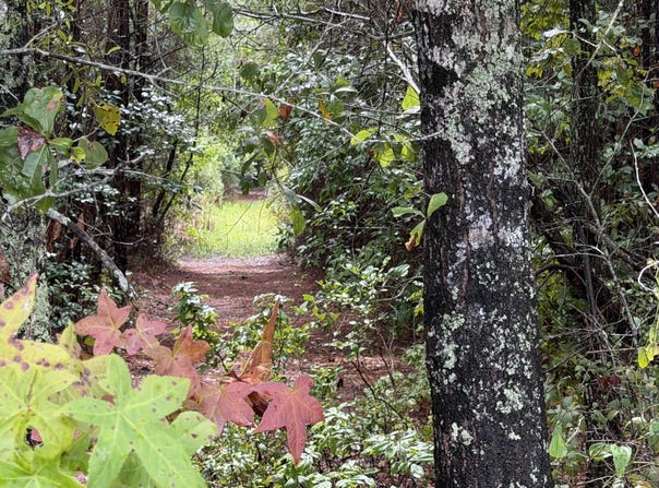 Markham Rd, Ridgeville, SC 29472