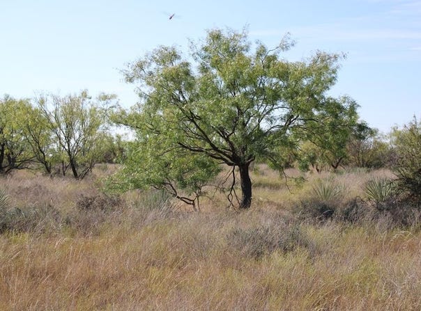 County Rd 130 Highway, Ballinger, TX 76821