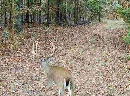 114 Acres Styles Road, Noel, MO 64854