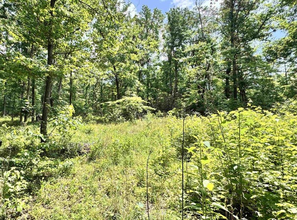 Meadow Creek Road, Clinton, AR 72031