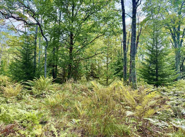 Chickadee Drive lot: 9, Davis, WV 26260-0000