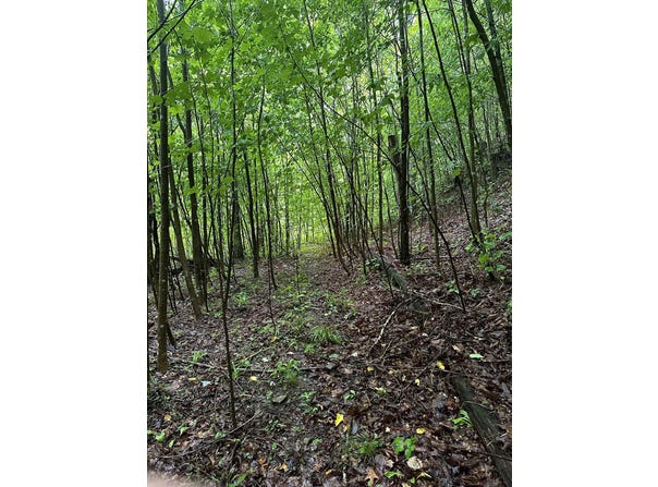 2041 Cat Creek Road, Stanton, KY 40380