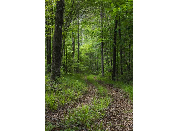 46.61+/- Acres County Road 51, Greensboro, AL 36744