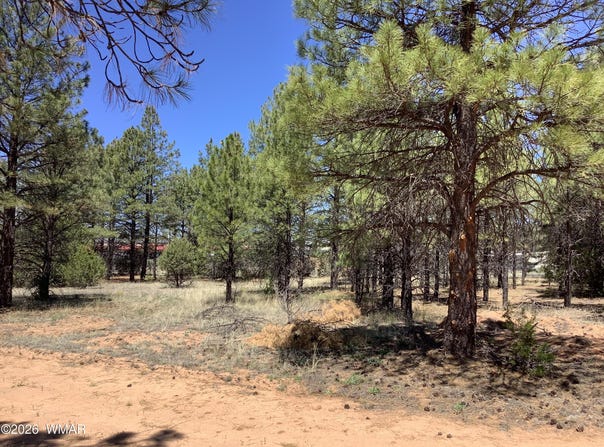 Cedar Bark Trail, Overgaard, AZ 85933