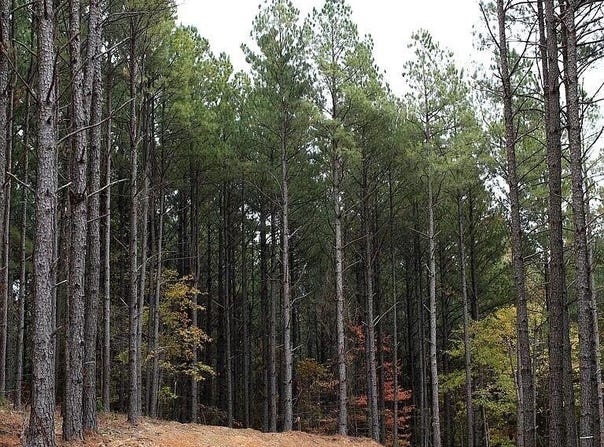 Pine Ridge Trail, Broken Bow, OK 74728