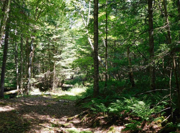 Cloutiers Loop, Pittsburg, NH 03592