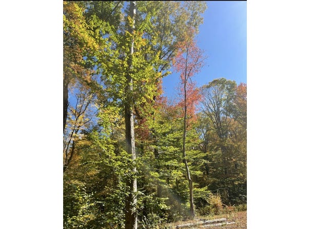 Brook Road lot: 4, Hampton, CT 06247
