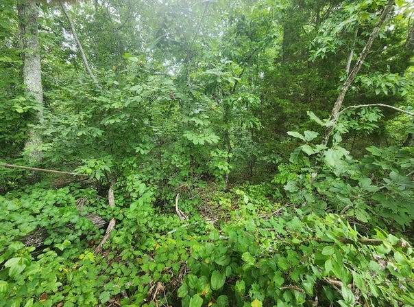 Lakeview Trail, HOLLADAY, TN 38341