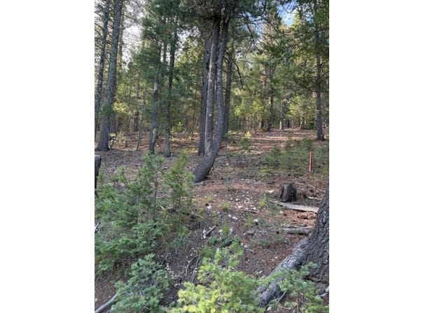 Woodchuck, Cloudcroft, NM 88317-9800