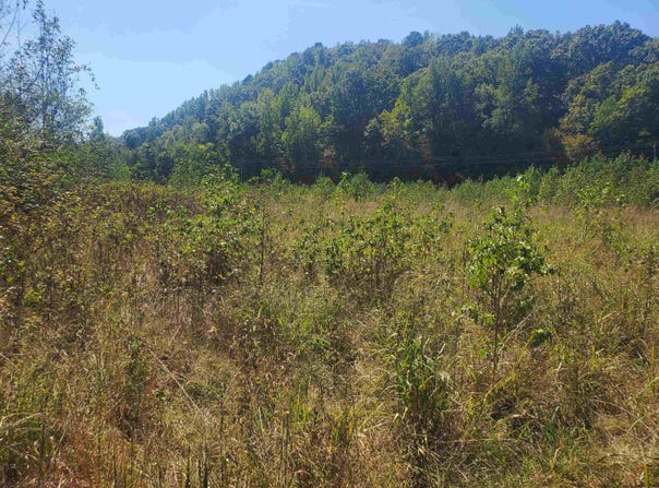 Polk Road 67, Mena, AR 71953