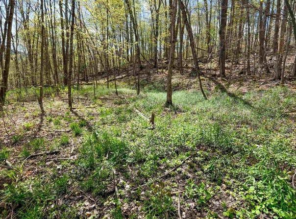 269 Hawkins Road, Wallingford, VT 05773