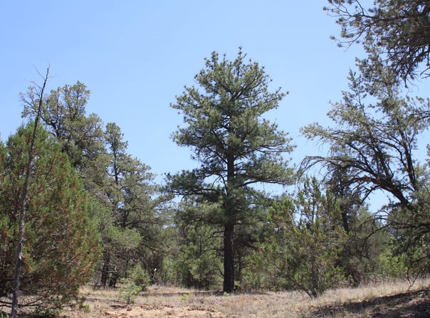 Bodean Road lot: 4-6, Ramah, NM 87321