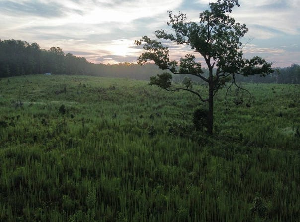 Landscape Rd, Ridgeway, SC 29130