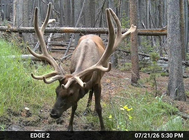 Twin Spruce Rd, Golden, CO 80403