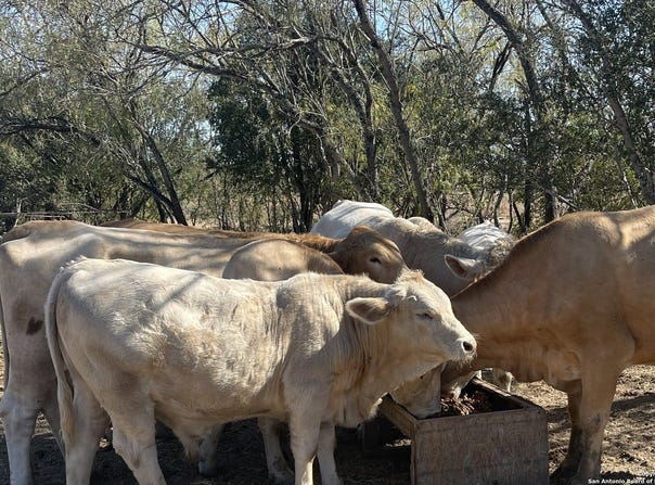 FM 1346, St Hedwig, TX 78152