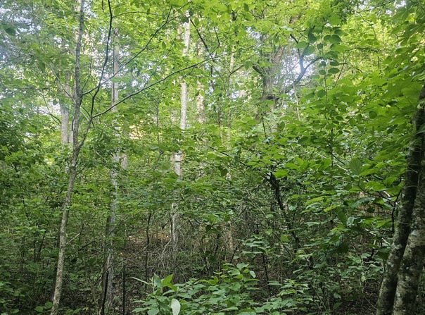 Tomahawk Slab Rd, Saint Joe, AR 72675