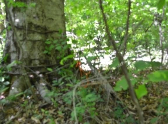 7.50ac Beauchamp Rd, Burkesville, KY 42717