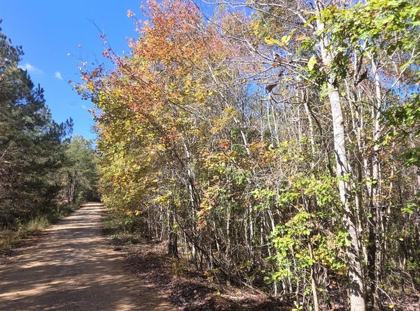 County Rd 3022, Double Springs, AL 35553