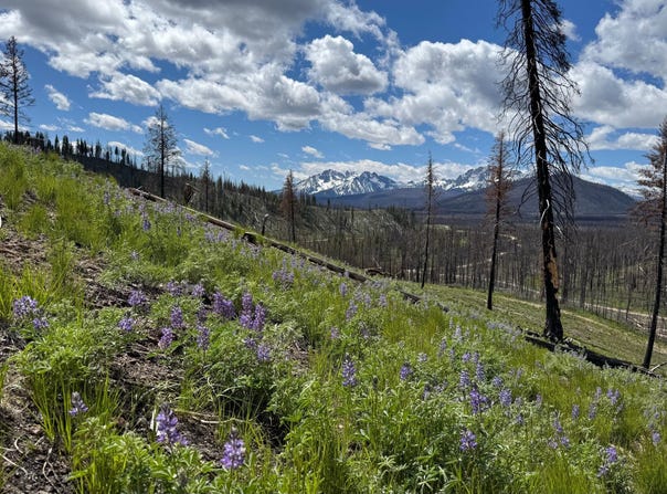 Valley Creek Rd, Stanley, ID 83278