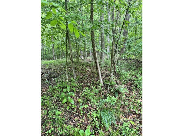 Mt. Scratchum Road, Irvine, KY 40336