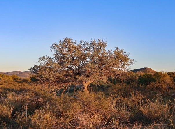 1086 Juniper, Alpine, TX 79830