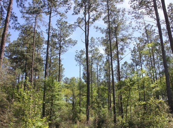 PID 36982 HWY 103W, Lufkin, TX 75904