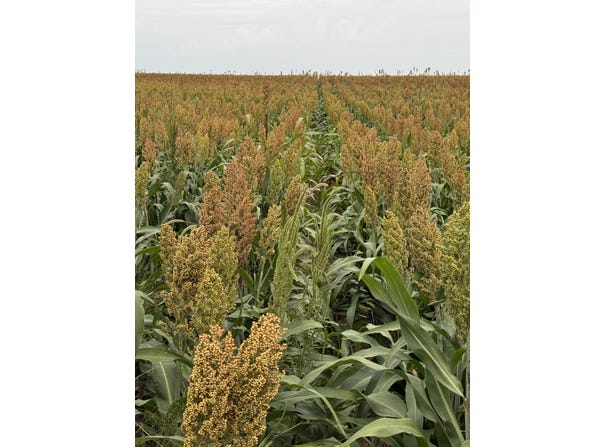 E Road 17, Ulysses, KS 67880