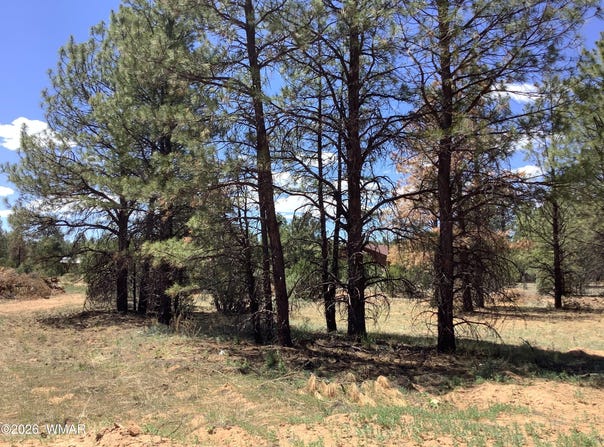 Cedar Bark Trail, Overgaard, AZ 85933