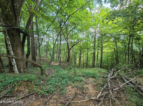 Stanley Creek, Oneida, TN 37841