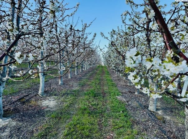 E Terril, Kennewick, WA