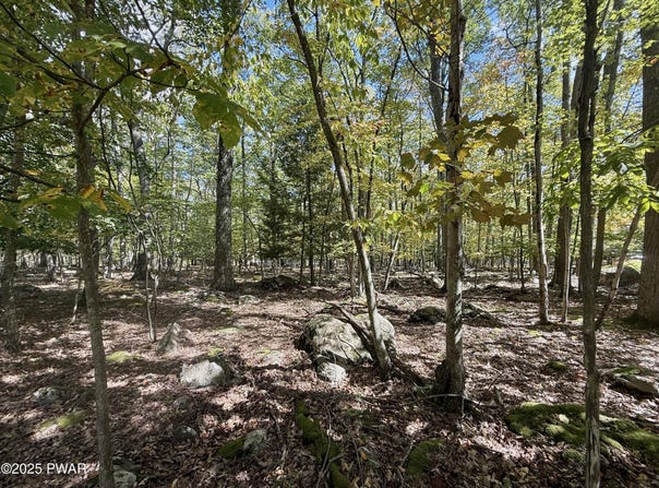 Paper Birch N, Tafton, PA 18464