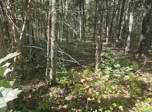 S Jeanne Drive, Baldwin, MI 49304