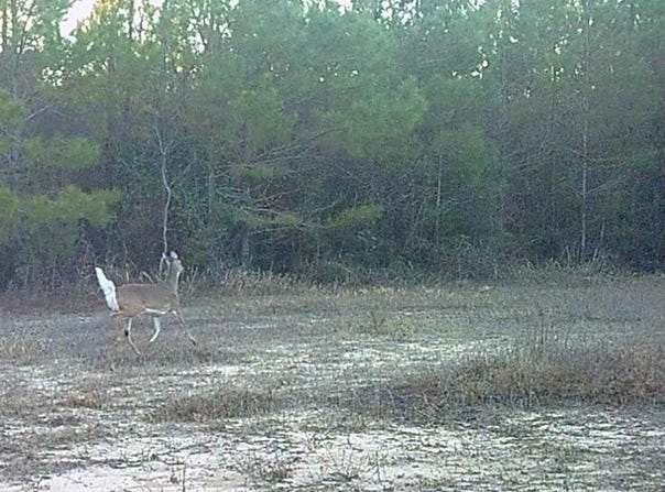 Forestry Rd 356, Beaumont, MS 39423