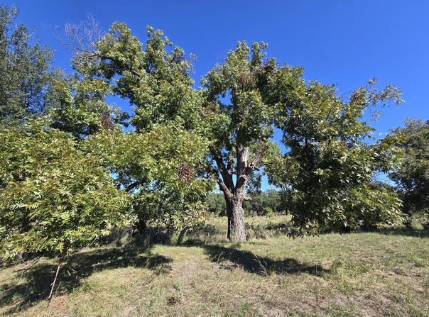 598 Dunagan Road, Fort McKavett, TX 76841