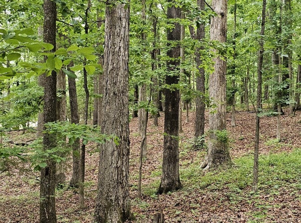 County Rd 524 000z Huckaba Rd, Russellville, AL 35653