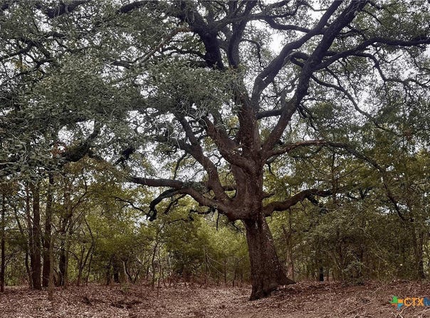12 Acres Mt. Pleasant Rd, Cedar Creek, TX 78612