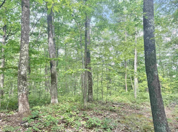 Big Pigeon Road, Procious, WV 25164