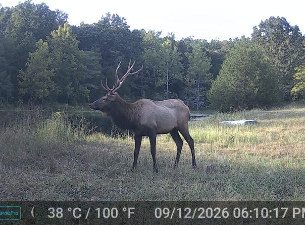 County Road 522, Winona, MO 65588