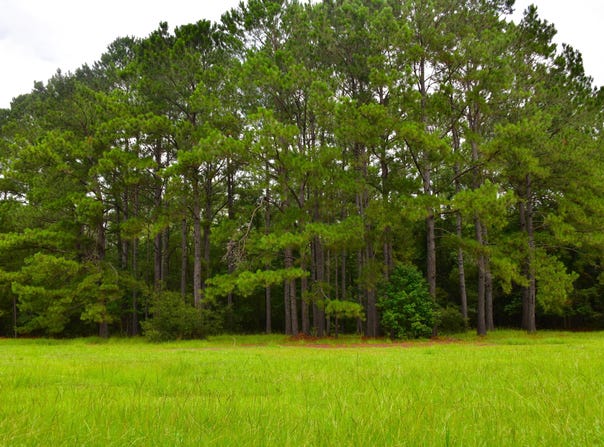 Palmetto Avenue, Saint Stephen, SC 29479