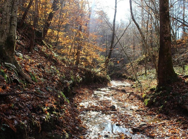 Middle Fork Greasy Creek Road, Boons Camp, KY 41204