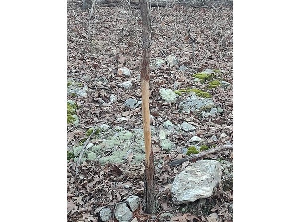 000 Moonshine Pass, Salem, MO 65560