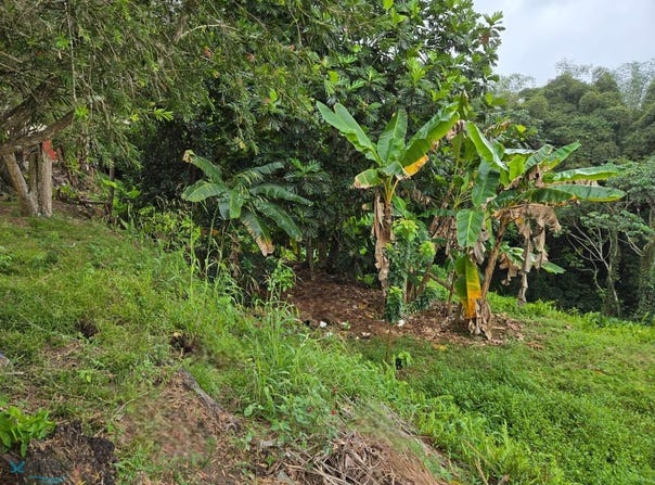 Angeles, Utuado, PR 00641