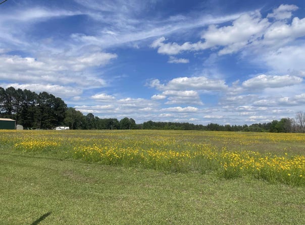 Highway 291, Prattsville, AR 72129