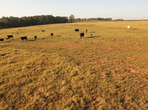 1261 Bluffton Rd, Fort Gaines, GA 39851
