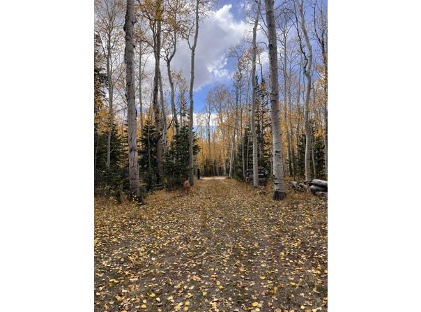 1022 N Dry Lakes Rd, Brian Head, UT 84719