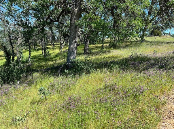 16298 Lariat Loop, Corning, CA 96021