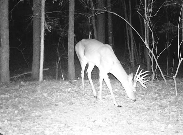 CR 3216, DeKalb, TX 75559